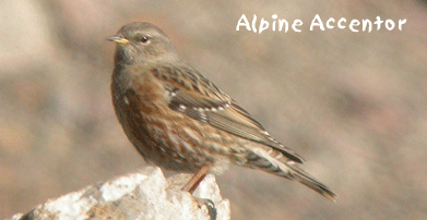 spain birding in spain alpine accentor photo