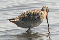 birding trip spain bar tailed godwit photo