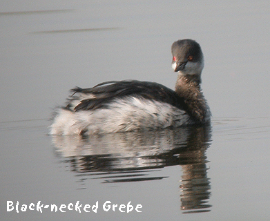 spain bird guides black necked grebe photo