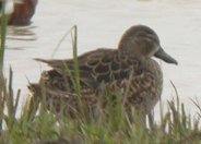 spain bird watching in spain blue winged teal photo