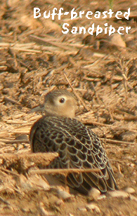 spain birding in spain buff breasted sandpiper photo