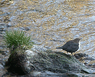 guided birding in spain dipper january 2008 summary