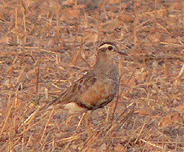 spain birdwatching in spain dotterel photo