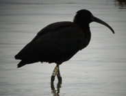 spain birding in spain glossy ibis photo