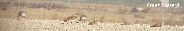 spain birding in spain great bustard december summary photo