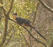 spain birdwatching in spain great spotted cuckoo photo