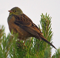 spanish birding trip spain ortolan bunting photo