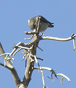 guided birding in spain peregrine january 2008 summary