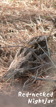 birding in catalonia red necked nightjar photo