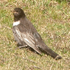 spain birdwatching in spain ring ouzel photo