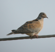 guided birdwatching spain turtle dove photo