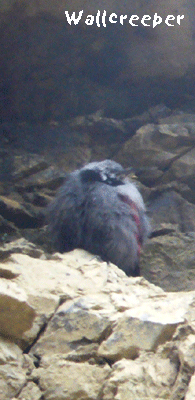 spain birding in spain wallcreeper photo