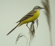 spain bird guides spanish yellow wagtail photo