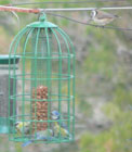 travel spain barcelona bird feeder photo