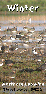 birdwatching vacation spain lapwing photo