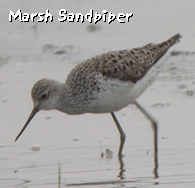 bird watching vacations spain emporda marsh sandpiper photo