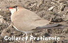 bird watching trip spain aiguamolls collared pratincole photo