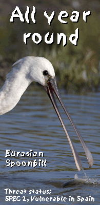 bird watching vacation spain aiguamolls spoonbill photo