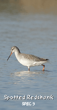 bird watching trip spain spotted redshank photo