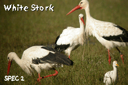 bird watching vacation White Stork Aiguamolls Photo