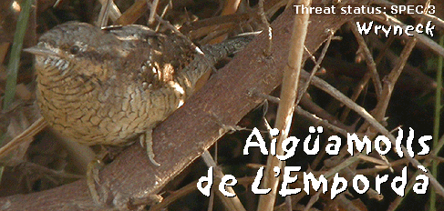 birdwatching trips aiguamolls wryneck photo