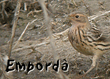 birding in spain ebro delta day tour banner