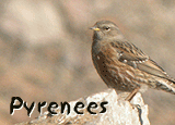 birding spain pyrenees day tours banner