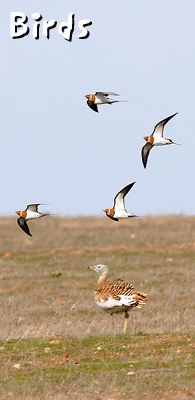 birding in spain birds great bustard pin-tailed sandgrouse photo