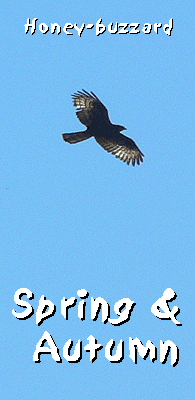 birding trip europe honey-buzzard photo