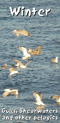 birding trips europe yellow-legged gull photo