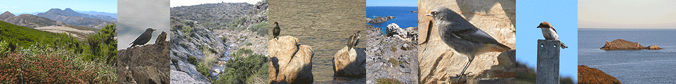 birding tour europe cap de creus collage photo