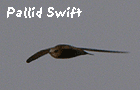 birding tour europe pallid swift photo