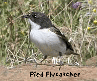 birding tour spain pied flycatcher photo