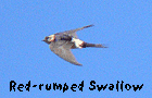 spanish birding vacation red-rumped swallow photo