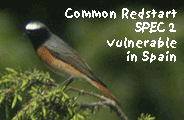 birding tour europe common redstart photo