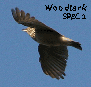 birding tours spain woodlark photo