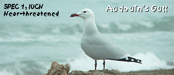 birdwatching vacation spain ebro delta audouin's gull photo