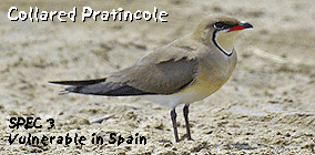 family birding holidays spain ebro delta collared pratincole photo