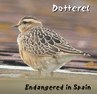 bird watching vacation spain ebro delta dotterel photo