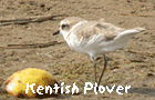 bird watching holiday spain ebro delta kentish plover photo