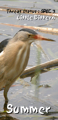 spain birding ebro delta summer photo