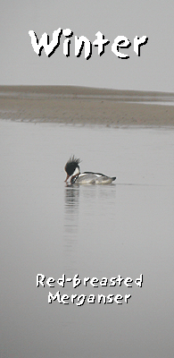 spain birding in winter ebro delta photo