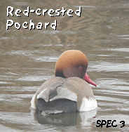 birding holidays spain ebro delta red crested pochard photo