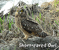 bird watching holiday spain ebro delta short-eared owl photo