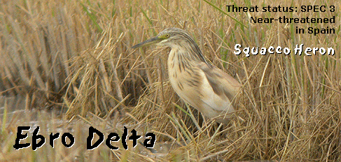birding holidays spain ebro delta squacco heron photo