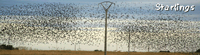 short birding breaks in spain winter ebro delta starlings photo