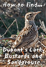 finding how to find dupont's lark little great bustard black-bellied sandgrouse banner