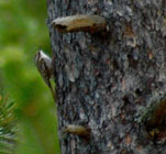 birding in spain short-toed treecreeper photo gallery 1