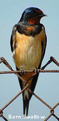 birding in spain gallery 1 barn swallow photo