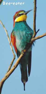 birding in spain bee-eater photo gallery 1